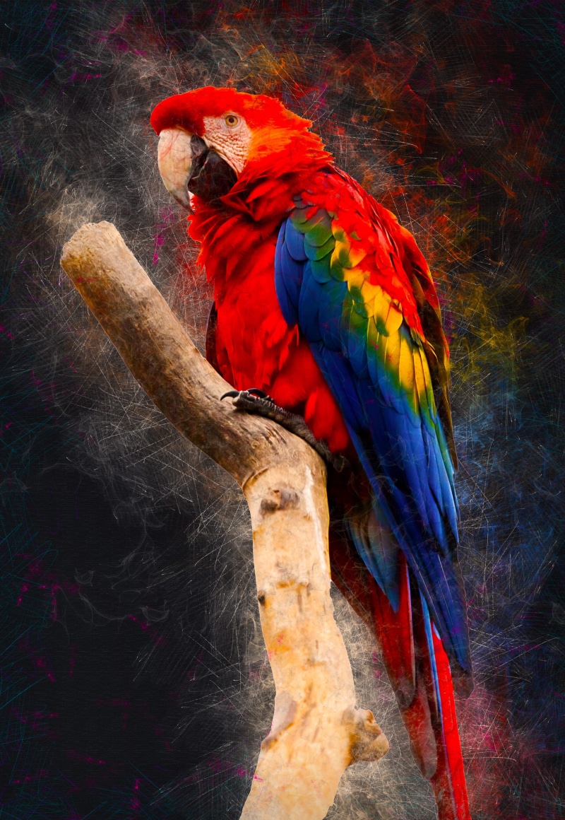 tropical, perching, animal wildlife, photo art, tree, scarlet macaw, animal, multi colored, vertebrate, branch, beak, fauna, digital manipulation, animal themes