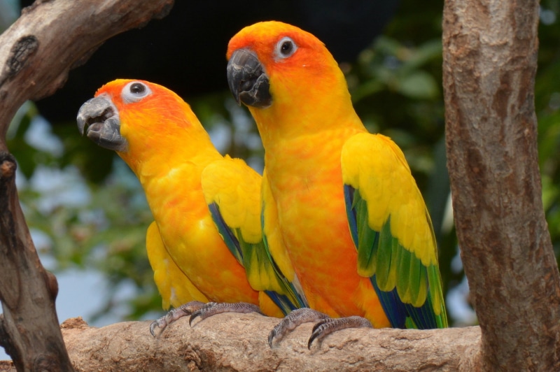 colorful, group of animals, wildlife, sun conures, yellow, exotic, parrot, selective, outdoors, nature, close-up, bird, aratinga, photography, two, focus