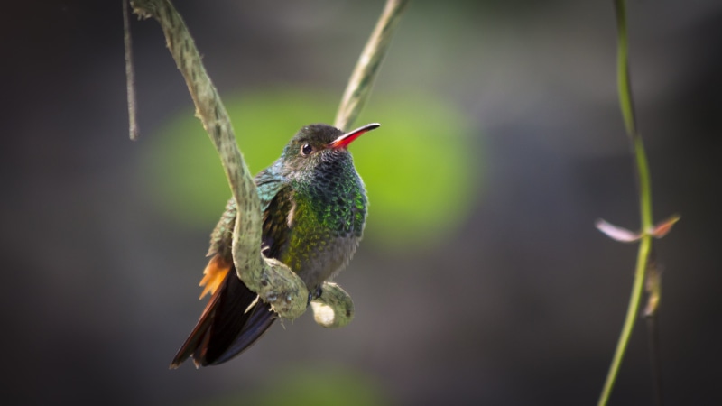 long, perching, bird, beak, nature, animal, wildlife, selective, flying, branch, 2K, photography, hovering, hummingbird, iridescent, focus