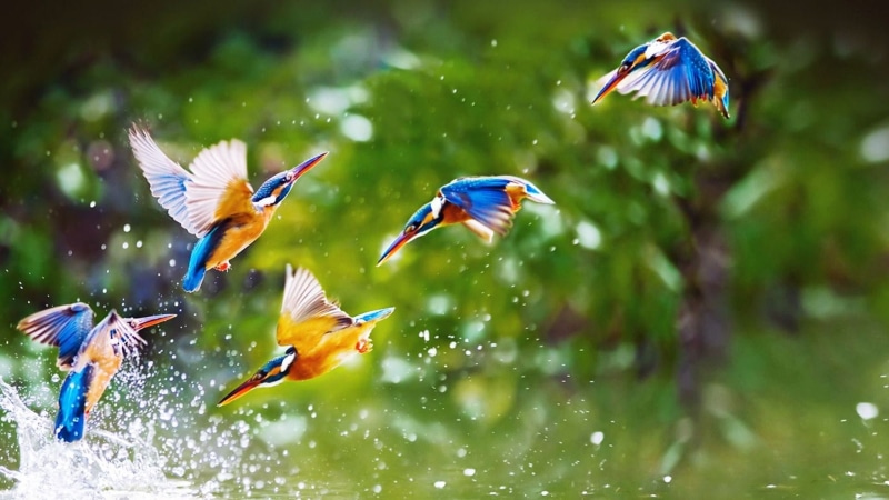 plant, no people, nature, tree, birds, outdoors, water, flying, animal themes, motion, animal, day, group of animals, animal wildlife, animals in the wild