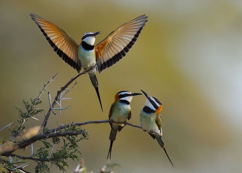 Samburu, Kenya, bee eaters, Kenya, white, Faves, photography, African Bee, bird Watching, selective, wildlife, Samburu, The Wild Life, beak, Nikon D3s