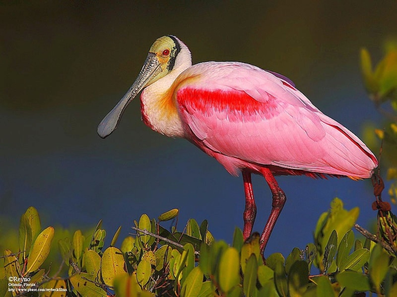 pink color, outdoors, 1080P, animals, no people, birds, tropical bird, long, nature, beak, stork, swamp, animal, full length, one animal, animal themes