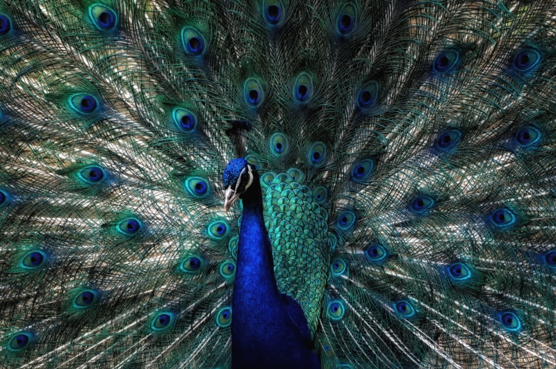 Tier, colors, multi Colored, Natur, Eye  color, vibrant Color, wildlife, nature, blue, green Color, braggart, animal, portrait, poser, Pfau, Vogel, x2