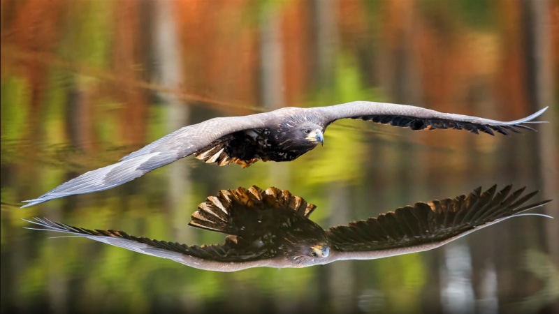 reflection, nature, focus on foreground, animal themes, 4K, water, animal wildlife, one animal, marine, close-up, laptops, berry, hd, outdoors, day, lake