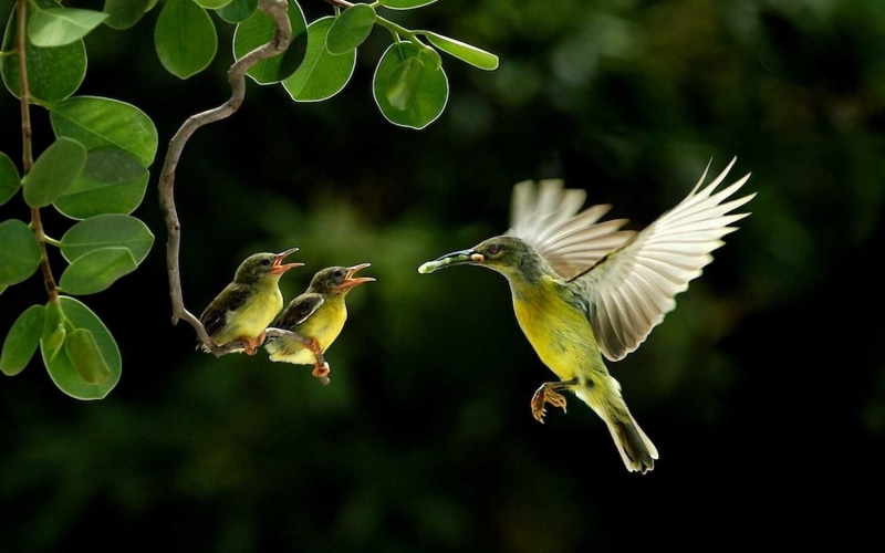 mid-air, spread wings, animals In The Wild, perching, hummingbirds, songbird, animal wildlife, birds, bird Watching, wildlife, small, flapping, bird, animal themes