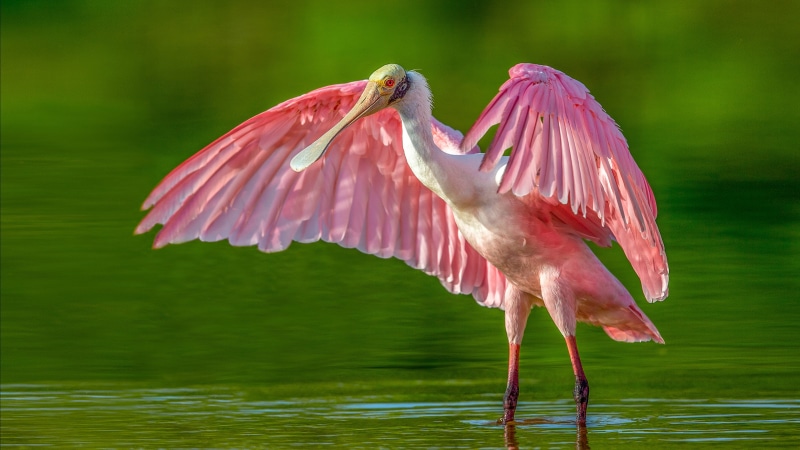 spread wings, animal wildlife, phone, ajaya, leg, freshwater bird, bird, vertebrate, mobile, lake, animals in the wild, pc, animal, animal wing, beauty in nature