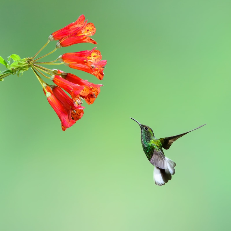 foto, nature, 720P, shallow, near, hovering, costa rica, photography, focus, Checks, spread Wings, animal, tours, iridescent, Hummingbird, bird, humming