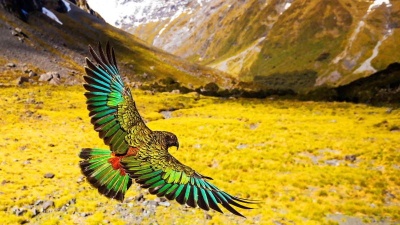 new zealand mountain parrot, new zealand, new zealand kea, beauty in nature, day, animals in the wild, bird, fly, plant, environment, green color, outdoors