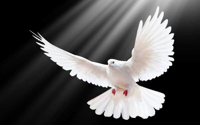spread wings, wallpap, pigeon, low angle view, one animal, dove - bird, beauty in nature, hd, purity, animals in the wild, animal body part, light, bird