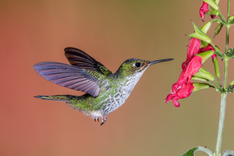 spread Wings, iridescent, Explored, wildlife, aviary, songbird, green and white Hummingbird, white, feather, Hummer, hovering, nature, 5K, flying, full-frame