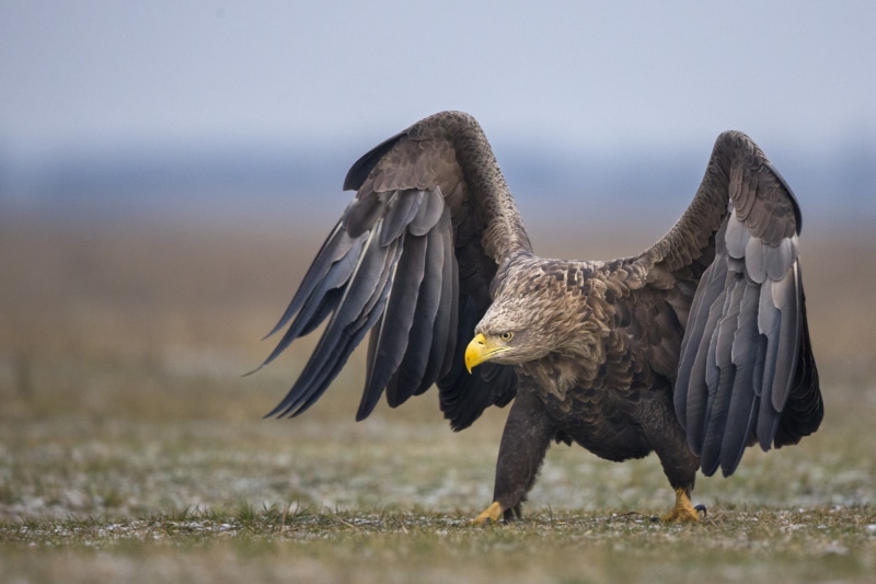 1080P, gray, White tailed eagle, Bird, tailed, white, Animal, brown, eagle