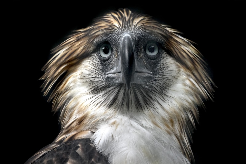 bird, background, 2K, Philippine Eagle