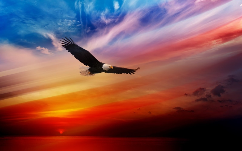 bird, july, th, sunset, 1080P, bald, 4th, independence, eagle, animals, hd, day