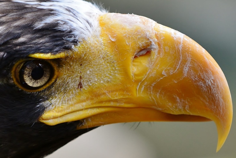 beak, wildlife, Stellers Sea Eagle, feather, animals In The Wild, macro, macro shot, 720P, animal, Extreme, raptor, american, nature, animal Eye, Close-up