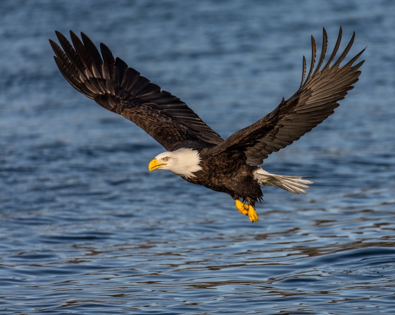 bird of Prey, wildlife, animals In The Wild, in-flight, body of water, eagle - Bird, photography, bird, wildlife photography, Fly, water, Bald Eagle, beak