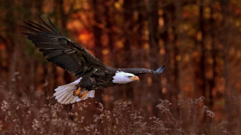 art, hd, technology, x, BIRDS, nature, Bald Eagle, Eagle, animals, windows, px, bald, 2560x1440 px, 2K
