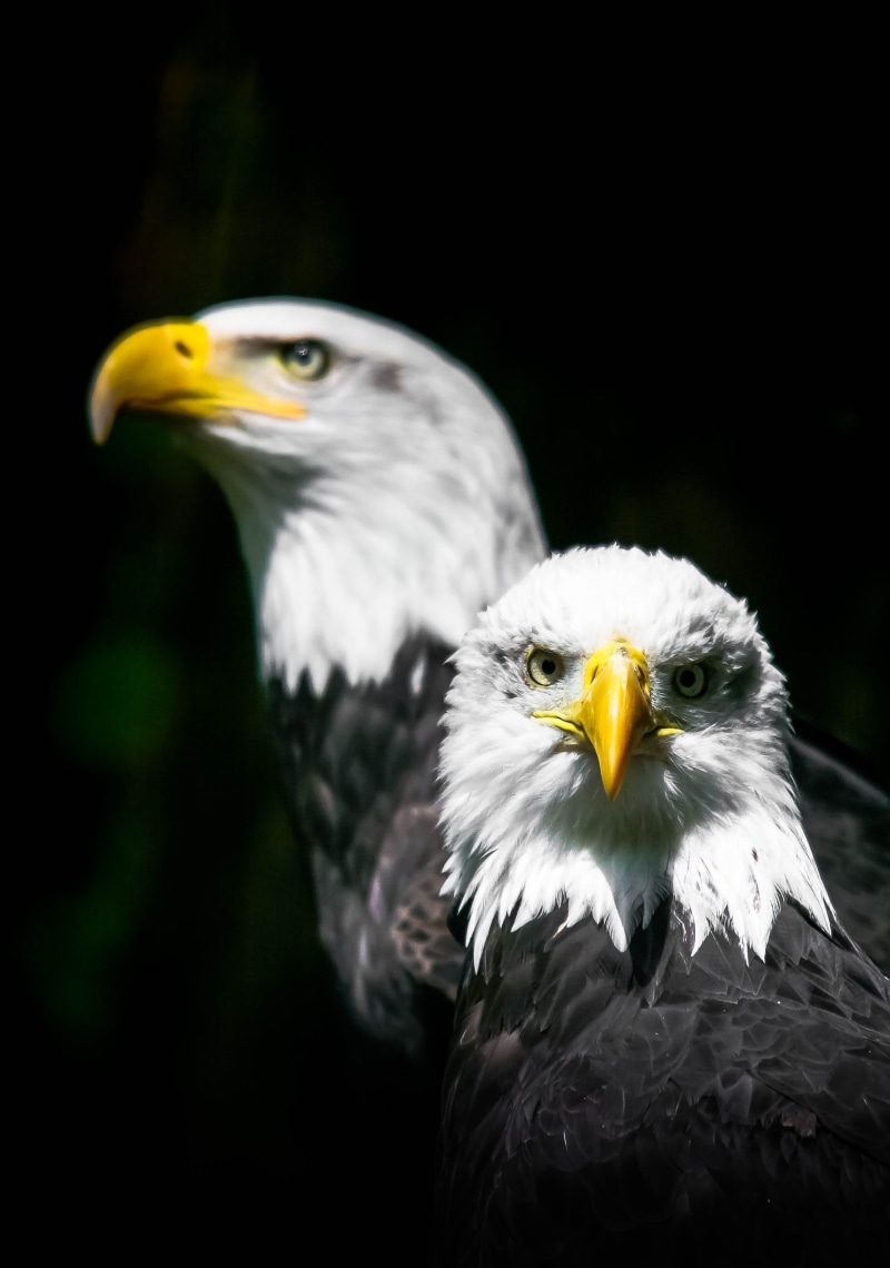 photo, raptor, animal wildlife, focus on foreground, prey, beak, avian, no people, eagle - bird, birds, eagles, wild, close-up, bird of prey, feathers