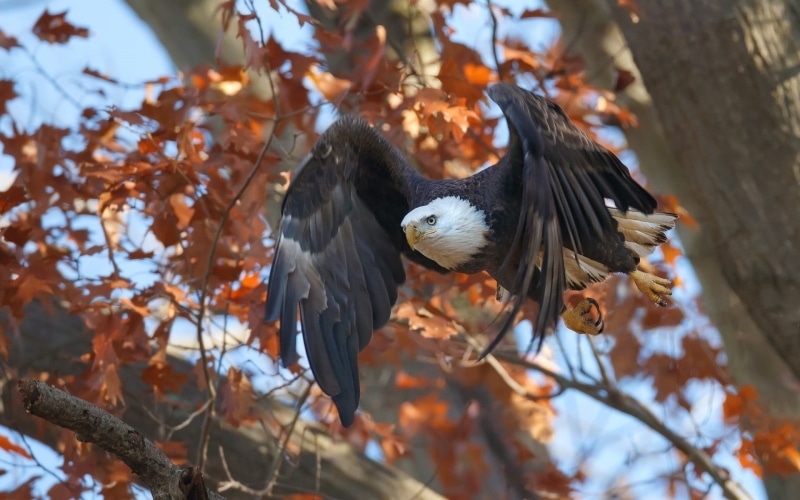 selective focus, vertebrate, nature, wildlife, animals, animal themes, outdoors, tree, black, focus on foreground, forest, blue, yellow, one animal, bird of Prey