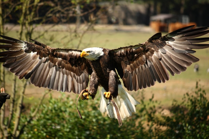 arend, carnivore, eagle, brown, bald Eagle, black, nature, bird, white, animals In The Wild, bird of Prey, uSA, bergen, animal, black Eagle, eagle - Bird