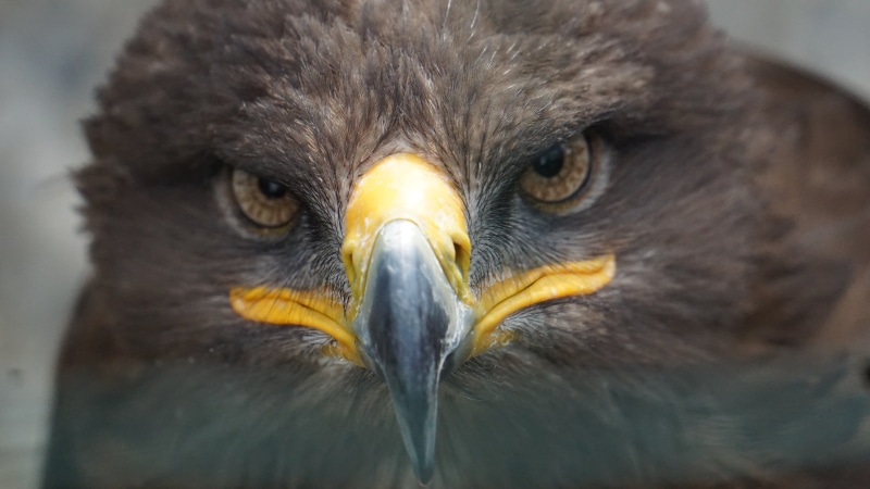 close-up, eagle - bird, looking at camera, golden eagle, animals in the wild, bird of prey, animal body part, animal wildlife, bird, 5K, feather, close up