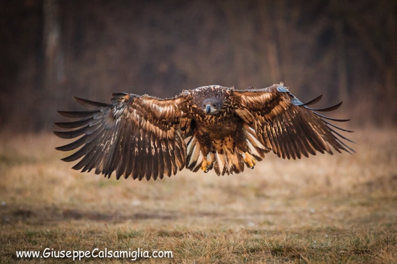 beak, outdoors, brown, animals Hunting, animals In The Wild, nature, eagle, bird of Prey, animal, flying, bird, hawk - Bird, White - tailed eagle, field