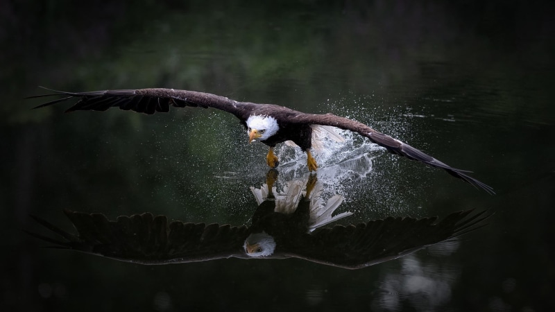 Eagle, 1080P, Bird Of Prey, Bald Eagle, Wildlife, Reflection, Birds