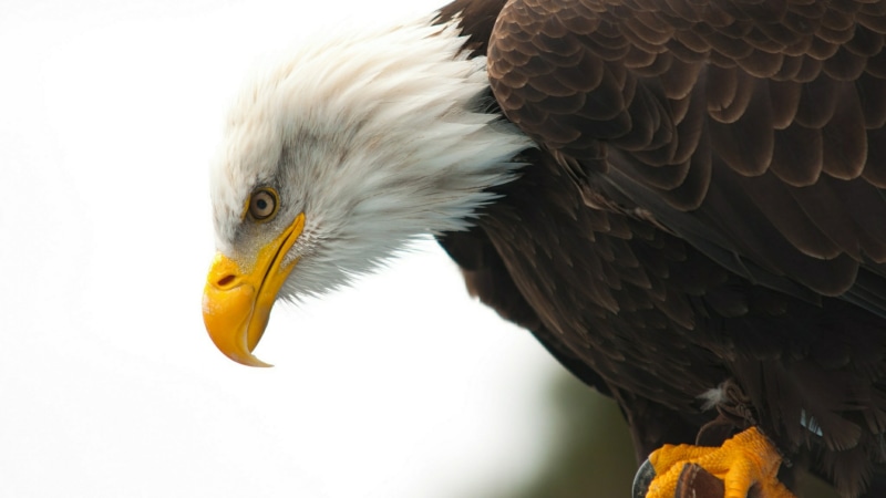 focus on foreground, eagle, animal themes, beak, 4K, no people, profile view, day, wildlife, outdoors, animal body part, feather, bird, eagle - bird, one animal