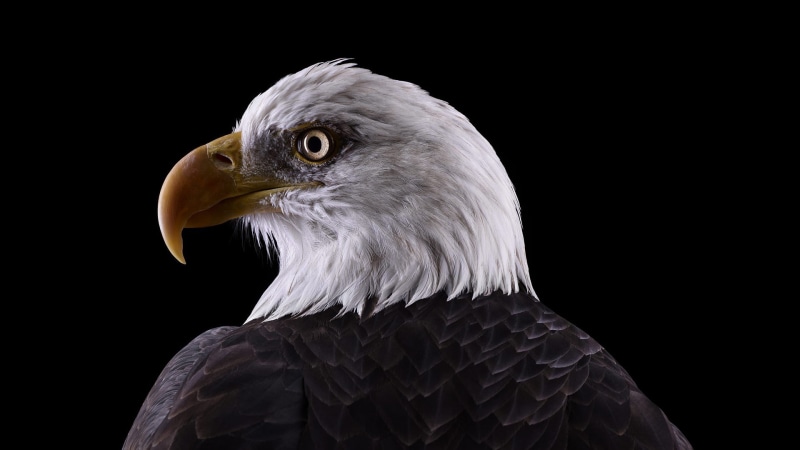 1080P, bird, american, eagle, bald, animals