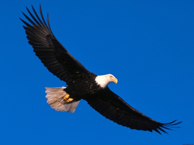 720P, soaring, bald, high, american, eagle
