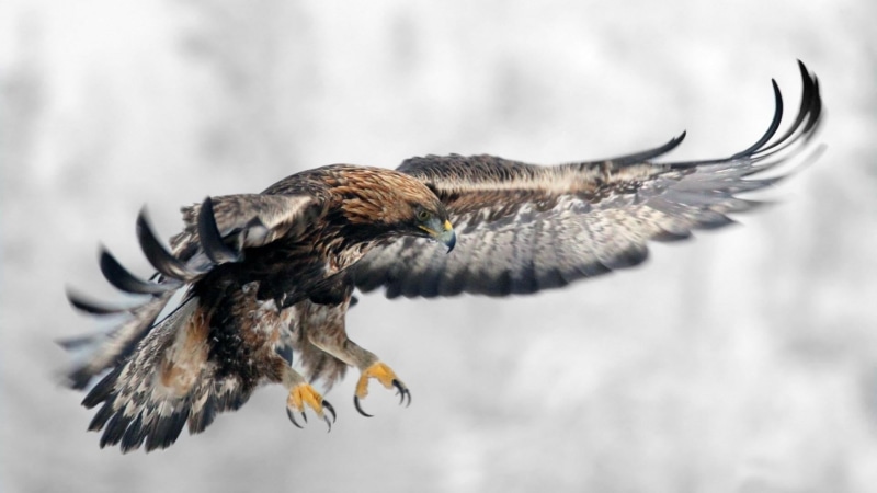 feather, animal, one animal, golden eagle, nature, animal themes, vertebrate, cold temperature, outdoors, snow, animal body part, hunting, wildlife, animal wing