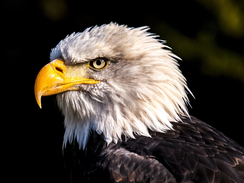 wildlife, feather, animals In The Wild, photo, animal eye, Bald Eagle, bird, eagle, animal wildlife, animal, looking away, white tailed eagle, majestic