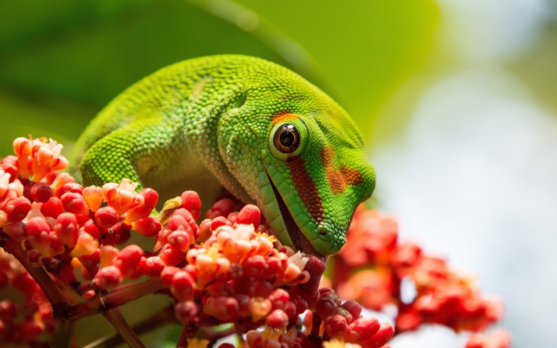  4K, vertebrate, animal, tablet, pelsuma, group, lizard, plant, animals in the wild, nature, focus on foreground, day, no people, branch, phones