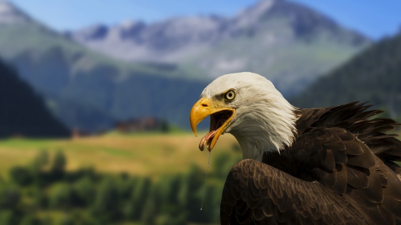 bald eagle, outdoors, profile view, no people, eagle, focus on foreground, saliva, one animal, blurred, nature, men, s, animal body part, eagle - bird