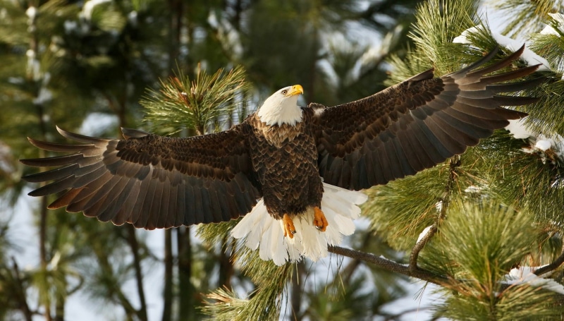 wings, eagle, hawk, bald eagle, branches, bird, 1080P, bald