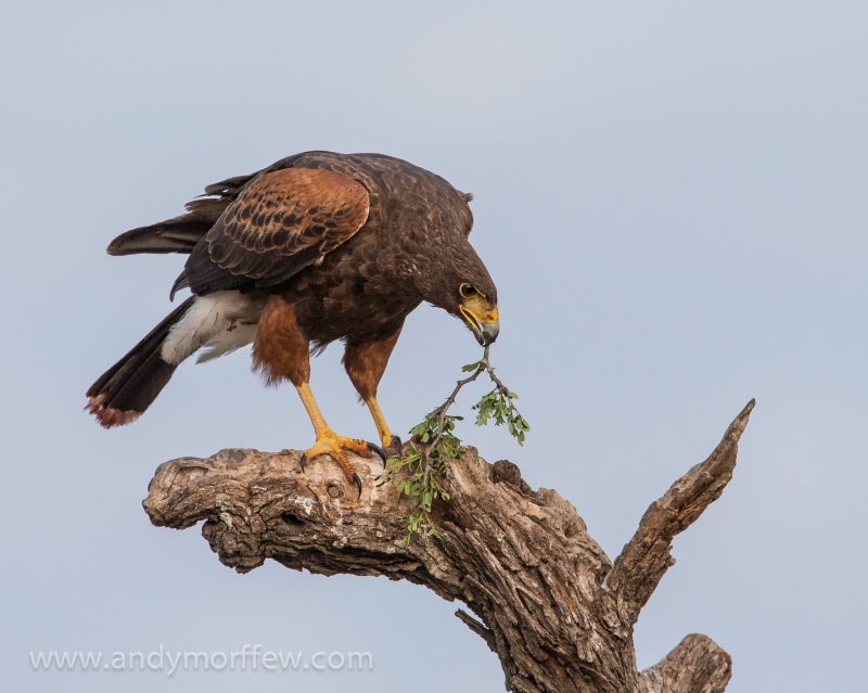Ranch, wildlife, Harriss Hawk, Refuge  Texas, bird of Prey, 2K, beak, harris, bald Eagle, Golden Eagle, carnivore, animal, Twig, golden, Andy, eagle, animals In The Wild