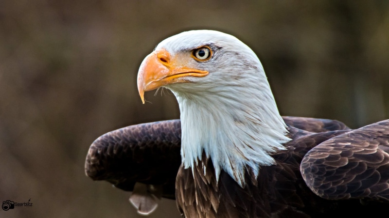 uSA, eagle, animals In The Wild, bald, photo, animal, beak, nature, bald  eagle, Bald Eagle, rheinland  pfalz, 1080P, close up, wildpark, seeadler, sigma
