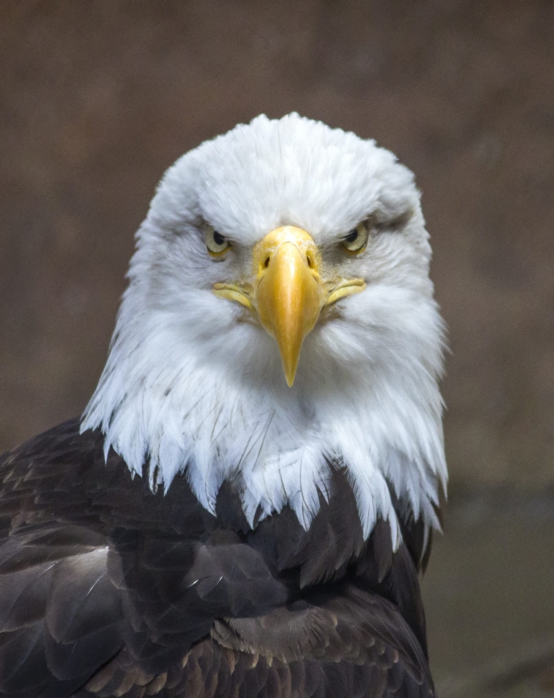 animal themes, focus on foreground, animal body part, close, dom, photo, bird of prey, symbol, animals in the wild, nature, hunter, animal eye, bald, beak