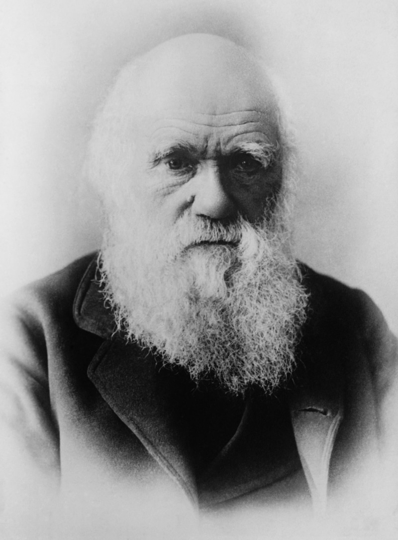 facial hair, 4K, black and white, adult, real people, bald head, one person, human face, hairstyle, men, males, theory of evolution, waist up, 1879, beard