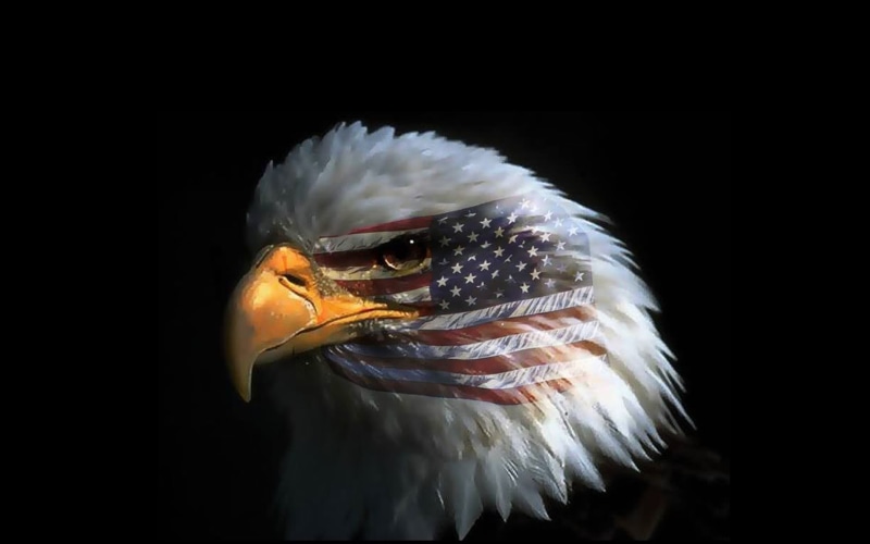 bird, animal eye, phone, feather, preening, animal, hd, one animal, eye, no people, flag, american, outdoors, studio shot, animal themes, 4K, looking away