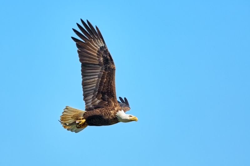 one animal, predator, sky, eagle - bird, animal wing, 4K, bird of prey, fly, animal, flight, wing, blue sky, eagle, animal wildlife, flying, birdlife