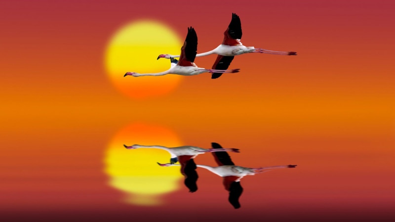 nature, sky, spread wings, freedom, 2K, flamingo, airplane, group of animals, flight, red, air vehicle, orange color, no people, motion, phones