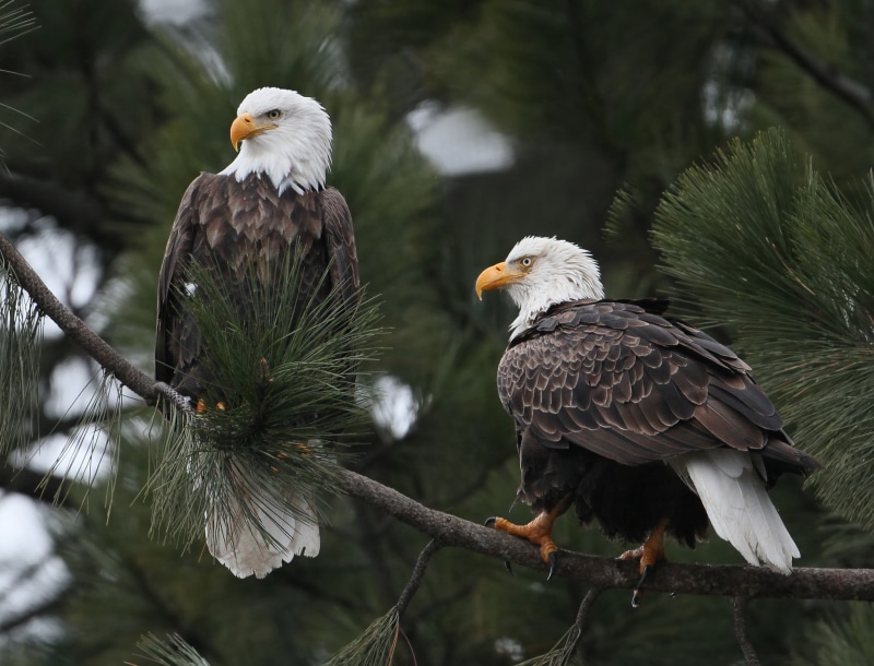 Bald eagle, branch, eagle, Bird, 1080P, bald