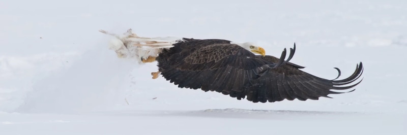 animals, snow, nature, wildlife, 1080P, eagle, flying, profile, birds, bald eagle