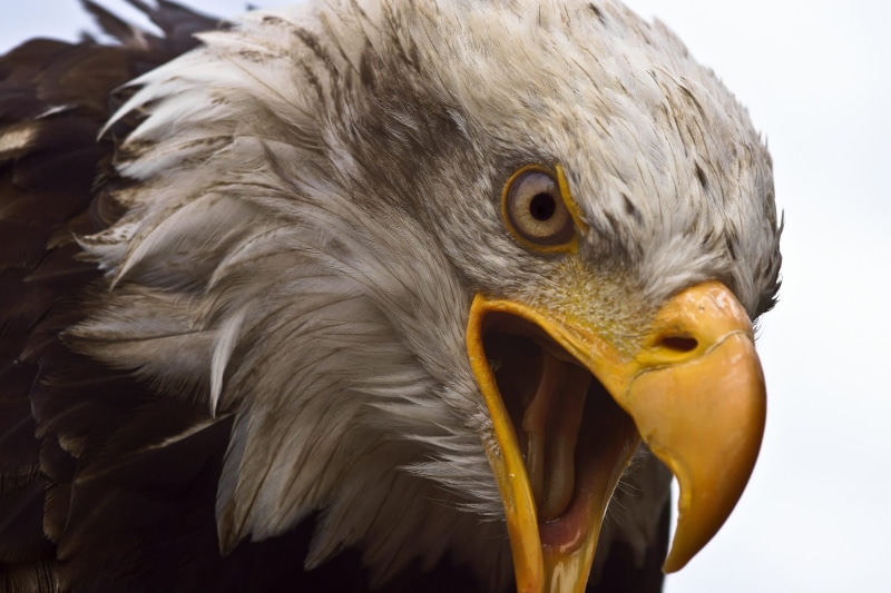 bill, beak, head, nature, plumage, animal eye, bird of prey, focus on foreground, no people, bald-eagle, animals in the wild, bird, 1080P, eagle, portrait