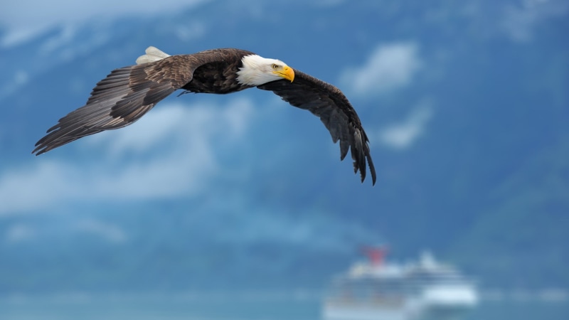 flying, animals, 1080P, bald, eagle