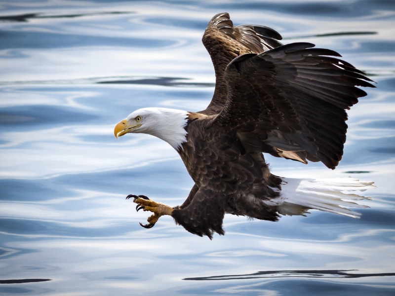 beauty in nature, spread wings, animal wing, nature, eagle, animal themes, one animal, animal wildlife, animals in the wild, water, motion, outdoors, bald eagle