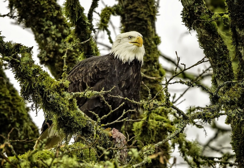 hawk, 1080P, branches, bald eagle, eagle, tree, bird, bald