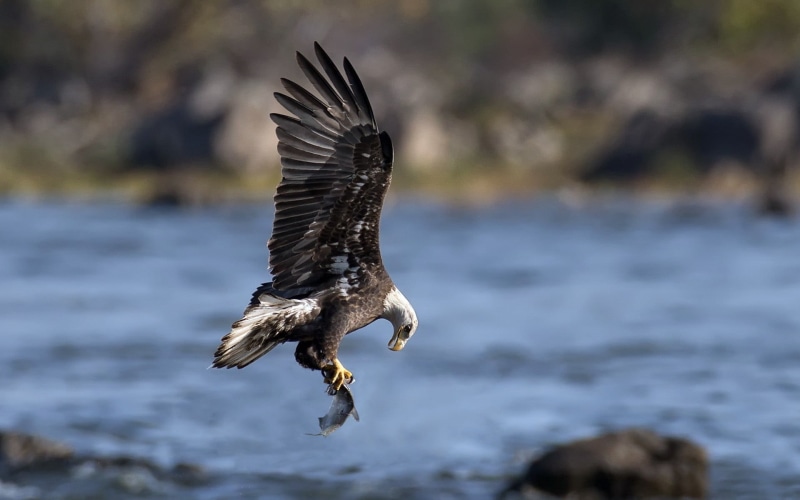 eagle - bird, one animal, animal wildlife, feathers, animals, focus on foreground, animals in the wild, nature, sea, bird, animal themes, birds, outdoors