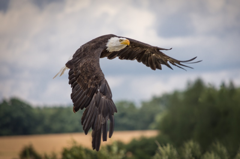 animal wildlife, bird of prey, focus on foreground, vertebrate, wildlife photography, nature, animal world, day, wild animal, white tailed eagle, flying