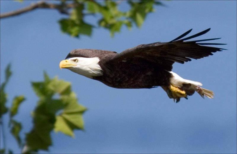 feather, fish, one animal, flight, animals In The Wild, wings, carnivore, no people, bird, raptor, clear sky, animal body part, sky, bird of Prey, beak